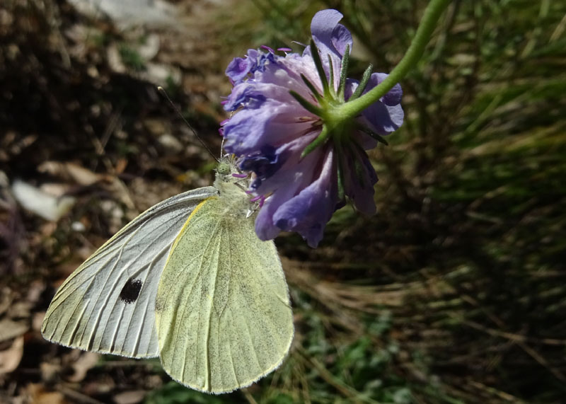 quale Pieridae ?......maschio di Pieris brassicae